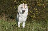 SIBERIAN HUSKY 887